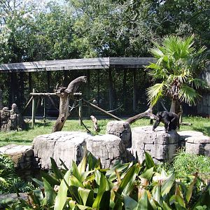Chimp Enclosure at Lowry Park, 13/10/13