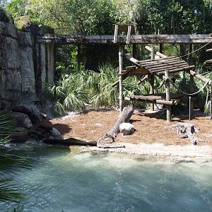 Guenon Exhibit at Lowry Park, 13/10/13