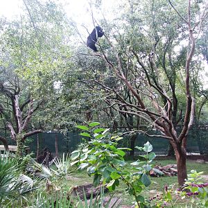 Bear up a Tree at Lowry Park, 13/10/13