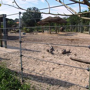 Rhino and Zebra Exhibit at Lowry Park, 13/10/13