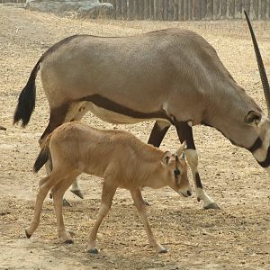 Gemsbuck (Oryx gazella)