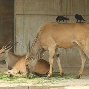 Crows collecting hair from the Eland