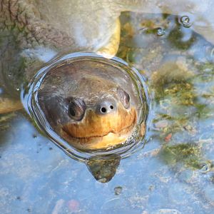Malaysian Painted Turtle