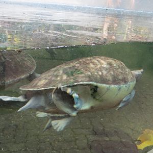 Malaysian Painted Turtle