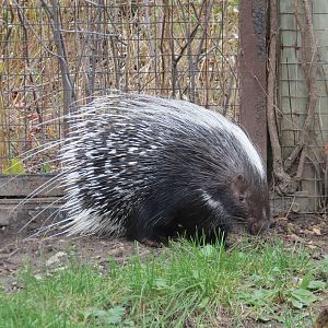 African Crested Porcupine