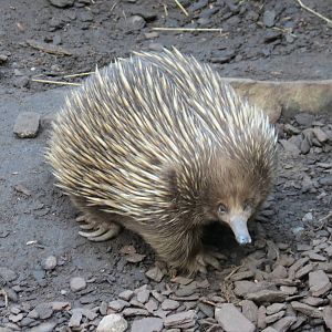 Short-beaked Echidna