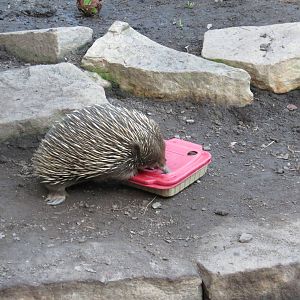 Short-beaked Echidna