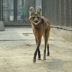 Maned wolf (Chrysocyon brachyurus)