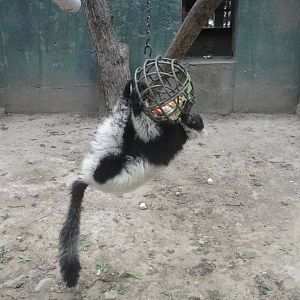 Black-and-white ruffed lemur (Varecia variegata) enrichment