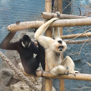 Northern white-cheeked gibbon (Nomascus leucogenys)