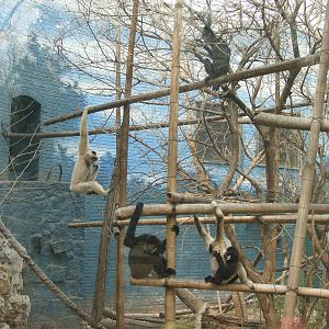 Northern white-cheeked gibbon (Nomascus leucogenys) family