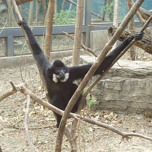 Yellow-cheeked gibbon (Nomascus gabriellae)