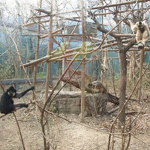 Yellow-cheeked gibbon (Nomascus gabriellae) family