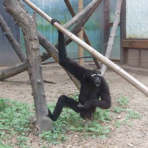 Eastern hoolock gibbon (Hoolock leuconedys)