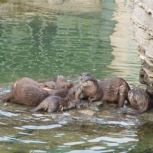 Asian small-clawed otter(Aonyx cinerea)