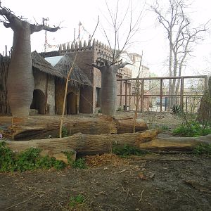 Cheetah (Acinonyx jubatus) exhibit