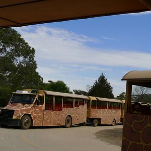 The Safari Bus and 3 trailers