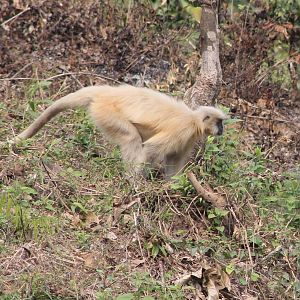 Golden Langur (Trachypithecus geei) on the run