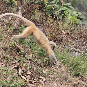 Golden Langur (Trachypithecus geei) on the run
