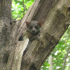 Milne-Edwards sportive lemur