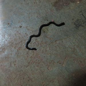 Blind snake