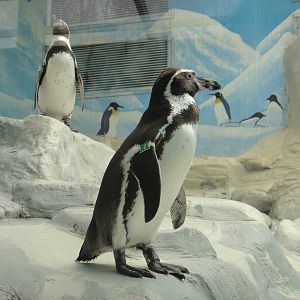 Humboldt Penguin (Spheniscus humboldti)