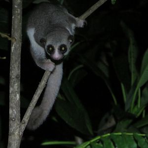 Fat-tailed dwarf lemur