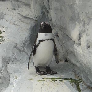 Jackass Penguin/ Spheniscus demersus