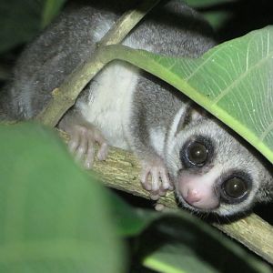 Fat-tailed dwarf lemur