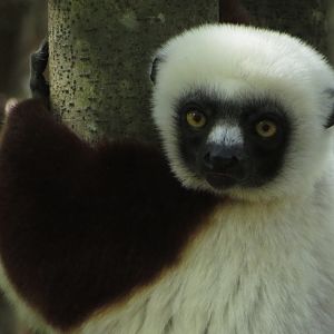 Coquerel sifaka