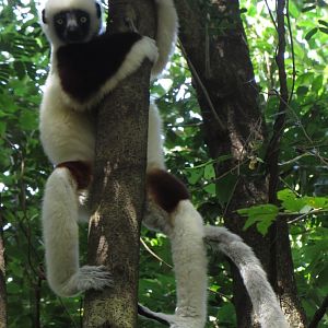 Coquerel sifaka