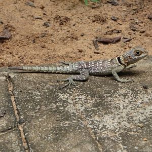 Madagascar iguana