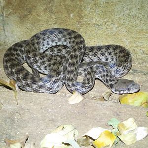 Madagascarophis colubrinus