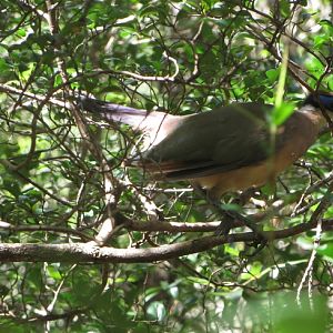 Red-capped coua