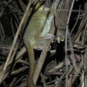 Golden-brown mouse lemur