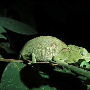Chameleon awating identification