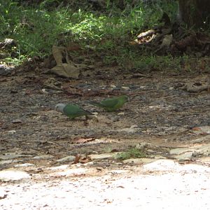 Grey-headed lovebird