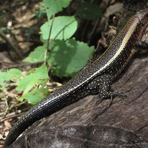 Zonosaurus laticaudatus