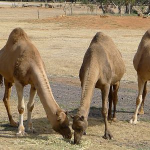 Camels