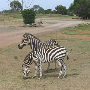 African Waterhole drive thru