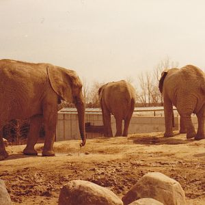 Elephants 1979 or 1980