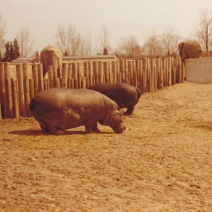 Hippos 1979-1980?