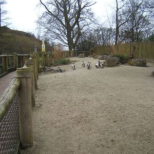 Humboldt Penguin enclosure