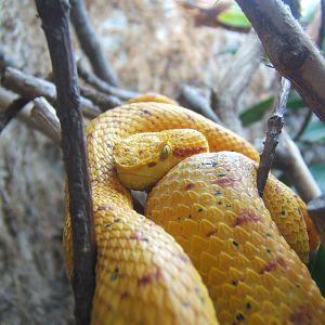 Eyelash Viper
