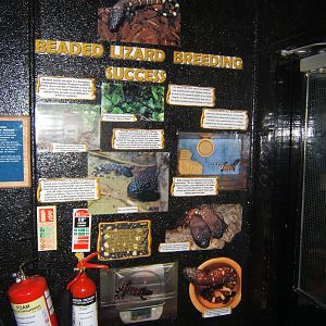 Story of the on exhibit breeding of Beaded Lizard at BNC
