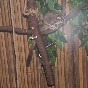 Sugar Glider