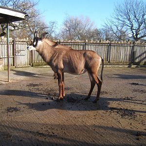 Roan Antelope