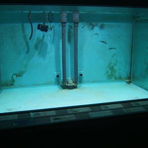 What was the Lake Malawi tank