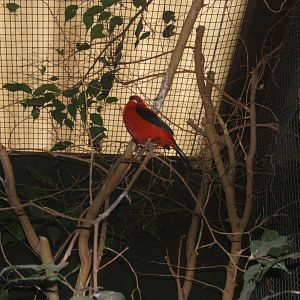 Brazilian Tanager