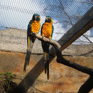 Blue-throated Macaws
